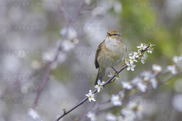 Common Chiffchaff (Phylloscopus collybita) singing, perched on a branch, North Rhine-Westphalia, Germany