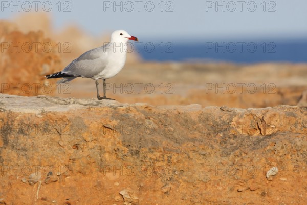 Audouin's Gull (Ichthyaetus audouinii), Mallorca, Spain