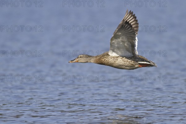 Mallard (Anas platyrhynchos) female flying, British Columbia, Canada