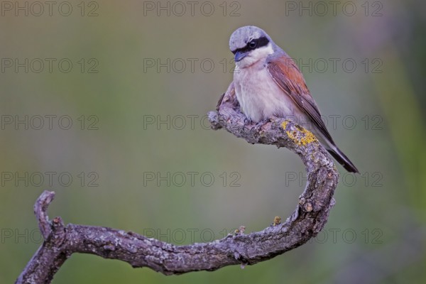 Red-backed Shrike (Lanius collurio) male, Saxony-Anhalt, Germany