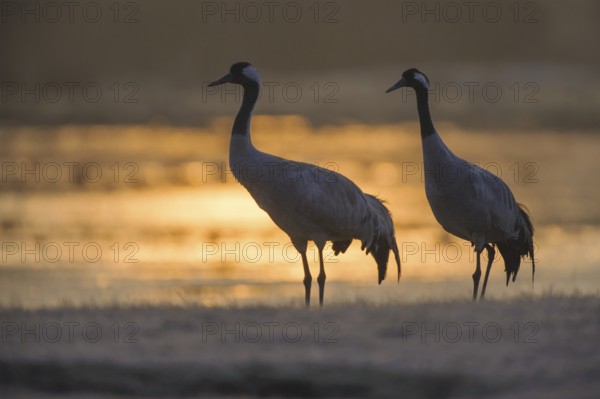 Common Crane (Grus grus), Vaestergoetland, Sweden