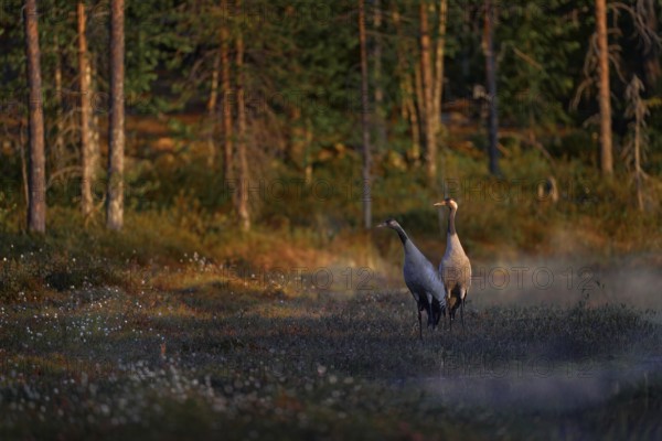 Finland wildlife. Common Crane, Grus grus, pair big bird in the nature habitat, Kuhmo, Finland. Wildlife scene from Europe. Grey crane with long neck. Big in the water. Fog morning sunrise