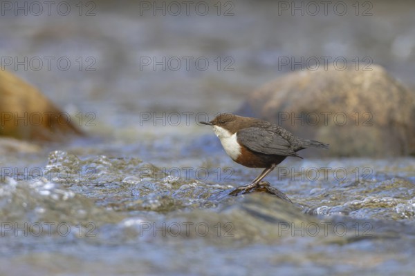 White-throated Dipper (Cinclus cinclus), Carinthia, Austria