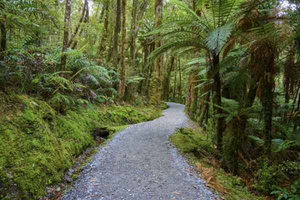 A winding path leads through a lush, moss-covered forest full of ferns and tall trees, summer, Lake Matheson, Fox Glacier, South Island, New Zealand