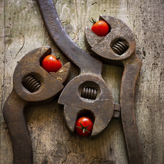 Three old, rusty pliers are creatively arranged on a weathered wooden surface, each featuring a bright red tomato in the gripping area, offering a striking contrast