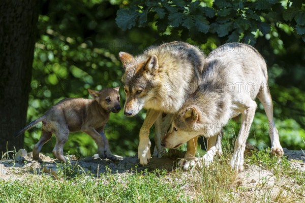 Wolves and a pup exploring a green forest landscape in the summer heat, Timberwolf, wolf, American wolf, (Canis lupus lycaon), pup, Germany