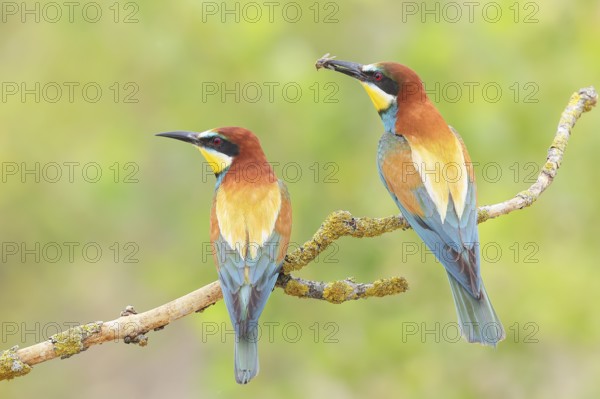 Bee-eater (Merops apiaster) pair sitting on a branch, male, breeding, wildlife, mating, migratory bird, raptor, animals, birds, Lake Neusiedl National Park, Seewinkel, Burgenland, Austria