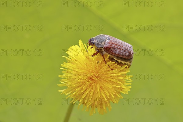Cockchafer, field cockchafer (Melolontha melolontha), female on a dandelion (Taraxacum) flower, Wilnsdorf, North Rhine-Westphalia, Germany