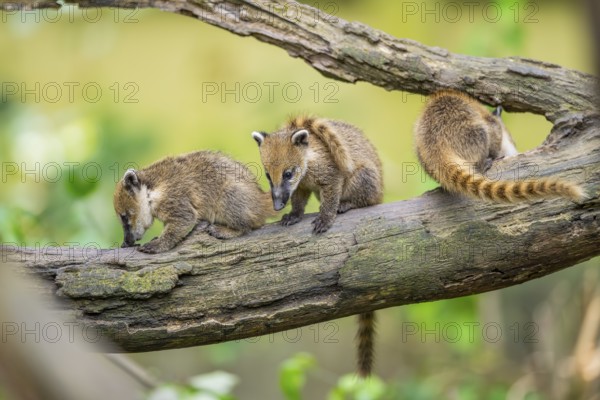 South American coati (Nasua nasua) youngsters on an old tree trunk, captive, Zoo Augsburg