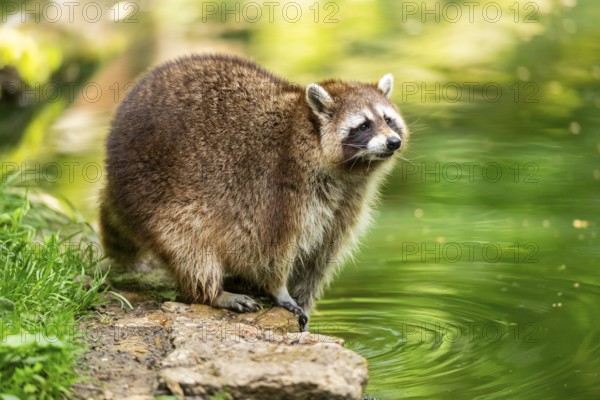 Common raccoon (Procyon lotor) on the edge of a little lake, Bavaria, Germany