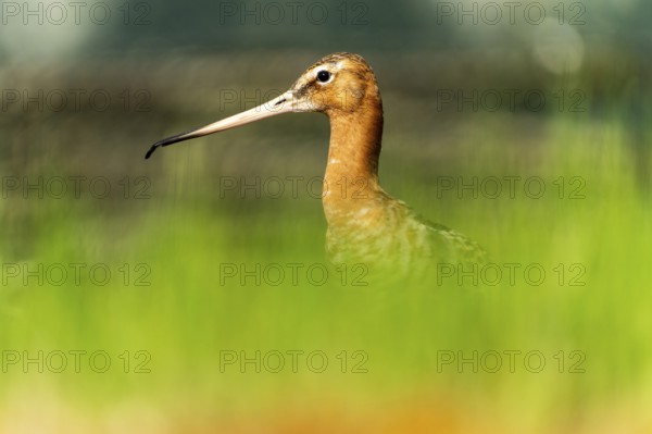 Snipe bird with sharp outline against a blurred green background, black-tailed godwit (Limosa limosa), France