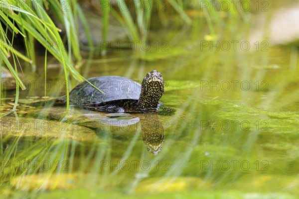A European pond turtle (Emys orbicularis) rests in shallow water on a stone lying in the pond, surrounded by green riparian vegetation