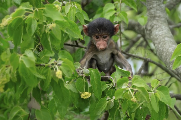Bear baboon, chacma baboon (Papio ursinus), young, baby, sitting on tree, fragile, Kruger, Kruger National Park, South Africa