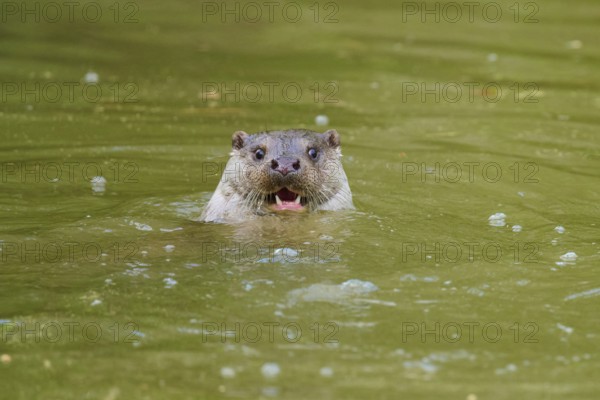 European otter (Lutra lutra), swimming in greenish water with recognisable joy on its face, Germany
