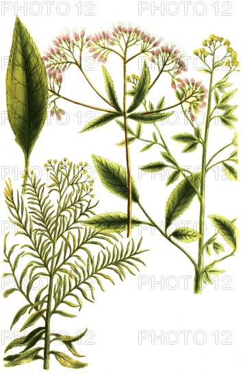 Water hemp, Eupatorium spicatum, bidens americanum and canadense, Historical, digitally restored reproduction from a 19th century original