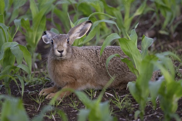 Brown hare in a maize field, Wittlich, Rhineland-Palatinate, Germany