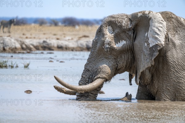 African elephant (Loxodonta africana), adult, standing in water, at a waterhole, Nxai Pan National Park, Botswana