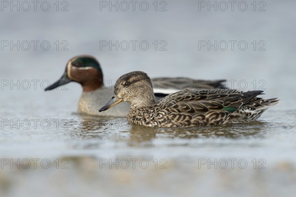 A pair of teals... Teal (Anas crecca), smallest duck in Europe, named for the characteristic call of the male, found inland and on the coast, widespread in fresh and brackish water, native to the Lower Rhine, Rhineland, North Rhine-Westphalia, Germany, Western Europe