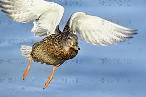 Mallard (Anas platyrhynchos), female in flight, Flachsee, nature reserve, Reusstal, Canton Aargau, Switzerland