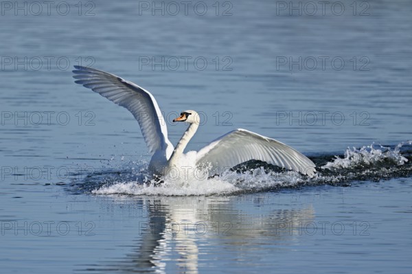 Mute swan (Cygnus olor), on landing approach, Flachsee nature reserve, Freiamt, Canton Aargau, Switzerland