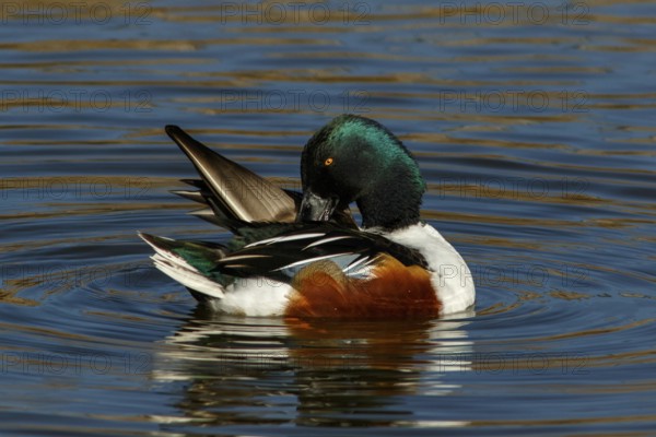 Northern Shoveler (Anas clypeata), male on marsh, Castile la Mancha, Spain