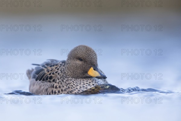 Yellow-billed Teal (Anas flavirostris), Falkland Islands