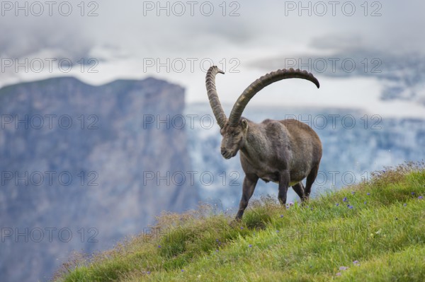 Alpine Ibex (Capra ibex) male in alpine landscape, High Tauern, Carinthia, Austria