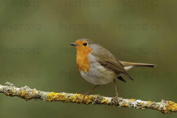 Roodborst zittend op tak, robin sitting on branch