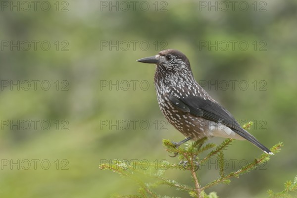 Spotted Nutcracker (Nucifraga caryocatactes), Grisons, Switzerland
