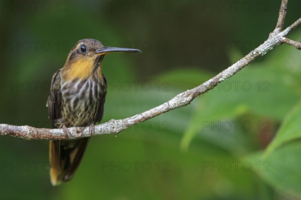 Saw-billed Hermit (Ramphodon naevius) perched on a branch in the Atlantic rainforest of southeast Brazil