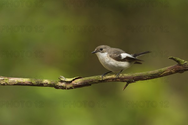European Pied Flycatcher (Ficedula hypoleuca) female, Utrecht, Netherlands