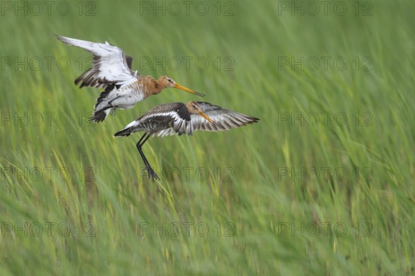 Black-tailed Godwit (Limosa limosa) flying, Lake Neusiedl, Austria