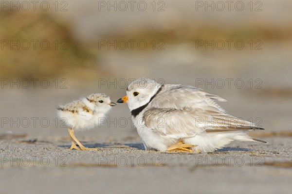 Piping Plover (Charadrius melodus) with chick, Massachusetts, USA