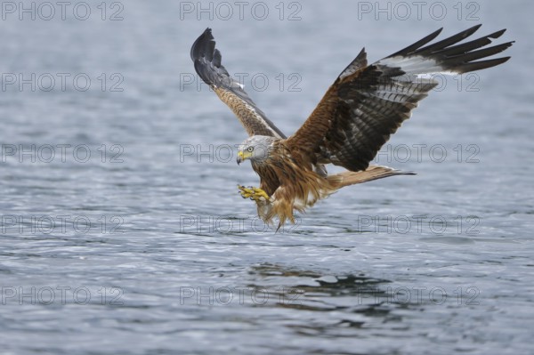 Red Kite (Milvus milvus) flying, Lower Saxony, Germany