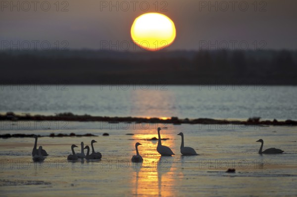 Whooper Swan (Cygnus cygnus), Lower Saxony, Germany