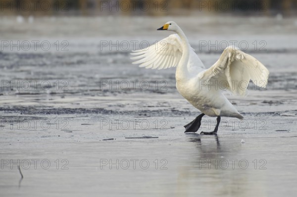 Whooper Swan (Cygnus cygnus), Lower Saxony, Germany