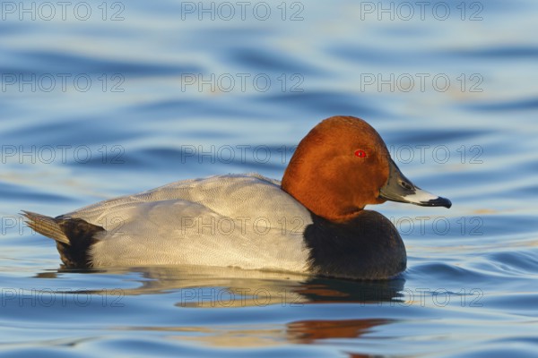 Common Pochard (Aythya ferina) male, Baden-Wuerttemberg, Germany