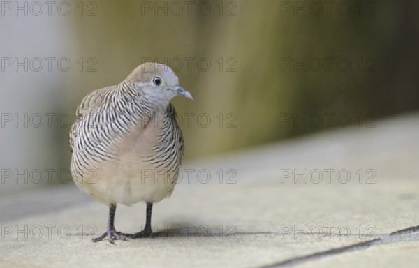 Zebra Dove (Geopelia striata), Mauritius