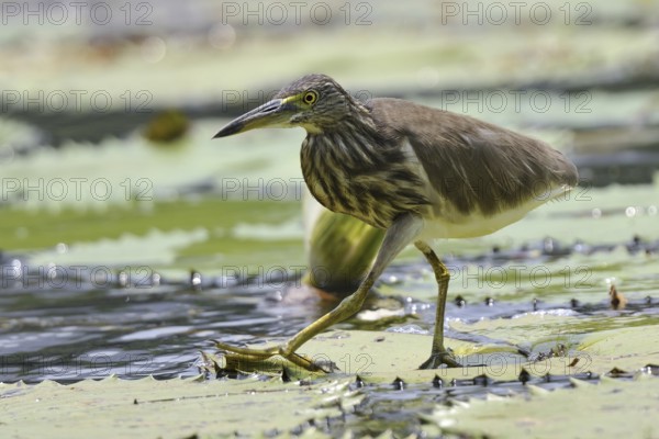 Indian Pond Heron (Ardeola grayii), Kerala, India