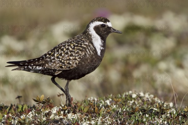 American Golden Plover (Pluvialis dominica) male, Manitoba, Canada