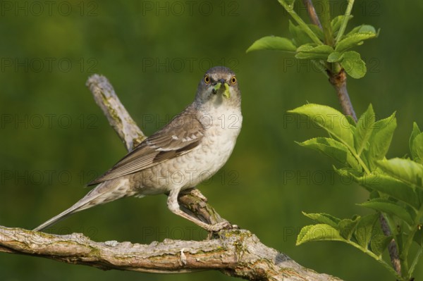 Barred Warbler (Sylvia nisoria), Hungary