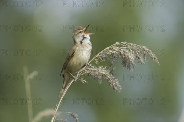 Great Reed Warbler (Acrocephalus arundinaceus) singing, Brandenburg, Germany