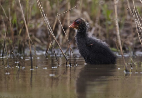Eurasian Coot (Fulica atra) juvenile, Schleswig-Holstein, Germany