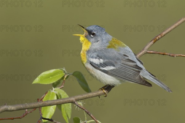 Northern Parula (Setophaga americana) singing, USA