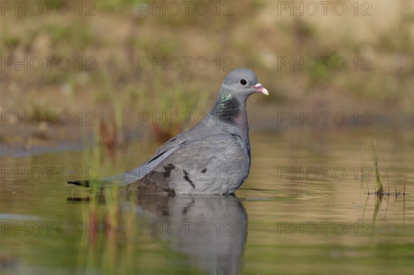 Stock Dove (Columba oenas) bathing, Brandenburg, Germany