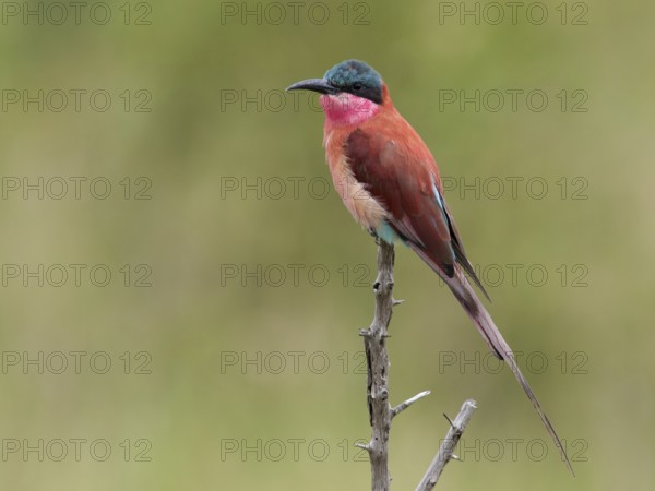 Southern Carmine Bee-eater (Merops nubicoides), South Africa