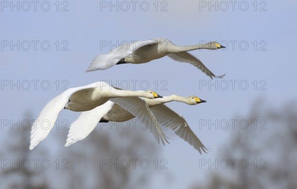 Whooper Swan (Cygnus cygnus) flying, Sweden