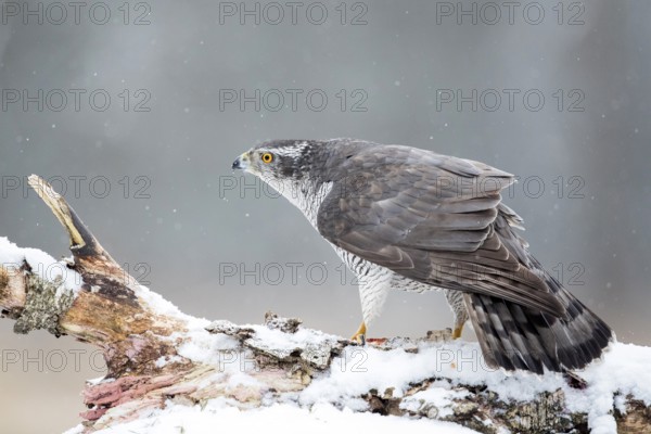 Northern Goshawk (Accipiter gentilis) male perched on a snowy tree trunk, Bialowieca National Park, Poland