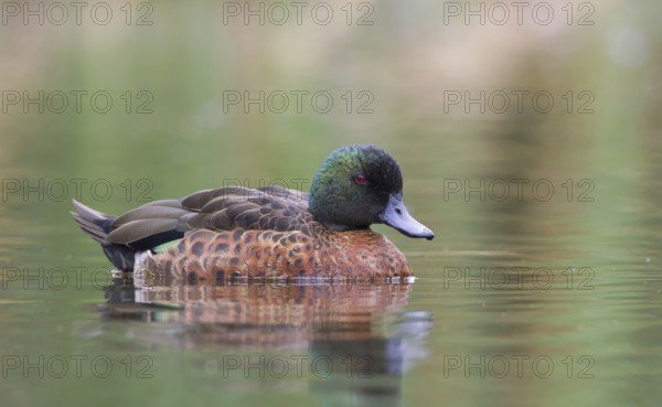 Chestnut Teal (Anas castanea) male, Victoria, Australia