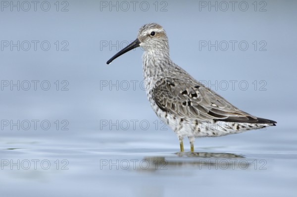 Stilt Sandpiper (Calidris himantopus), Texas, USA